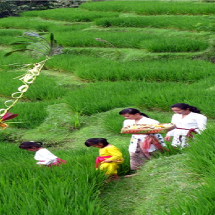 Jatiluwih – Interesting Place in Bali Island