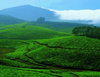 Munnar – Interesting place to see in Kerala