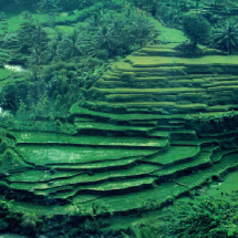 Ubud – Interesting Place in Bali Island